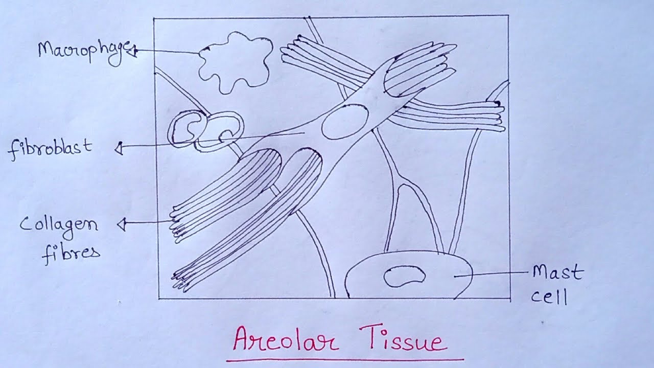 How to Draw Areolar Tissue Diagram | Diagram of Areolar Tissue in Simple & Easy Way | Areolar Tissue