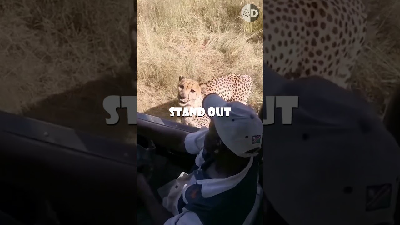 Open-Top Safari Vehicles Keep You Safe from Big Cats!