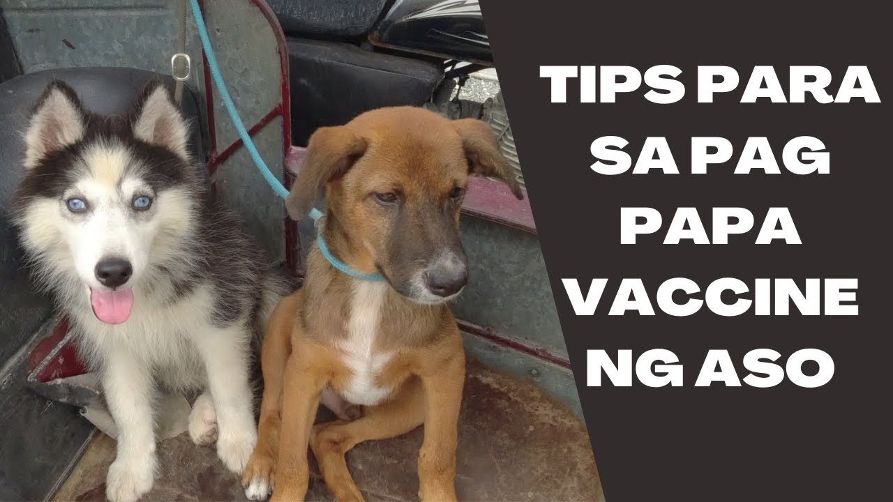 Vlog 97: VACCINE TIME NI TYLER AT SID | Husky | Aspin