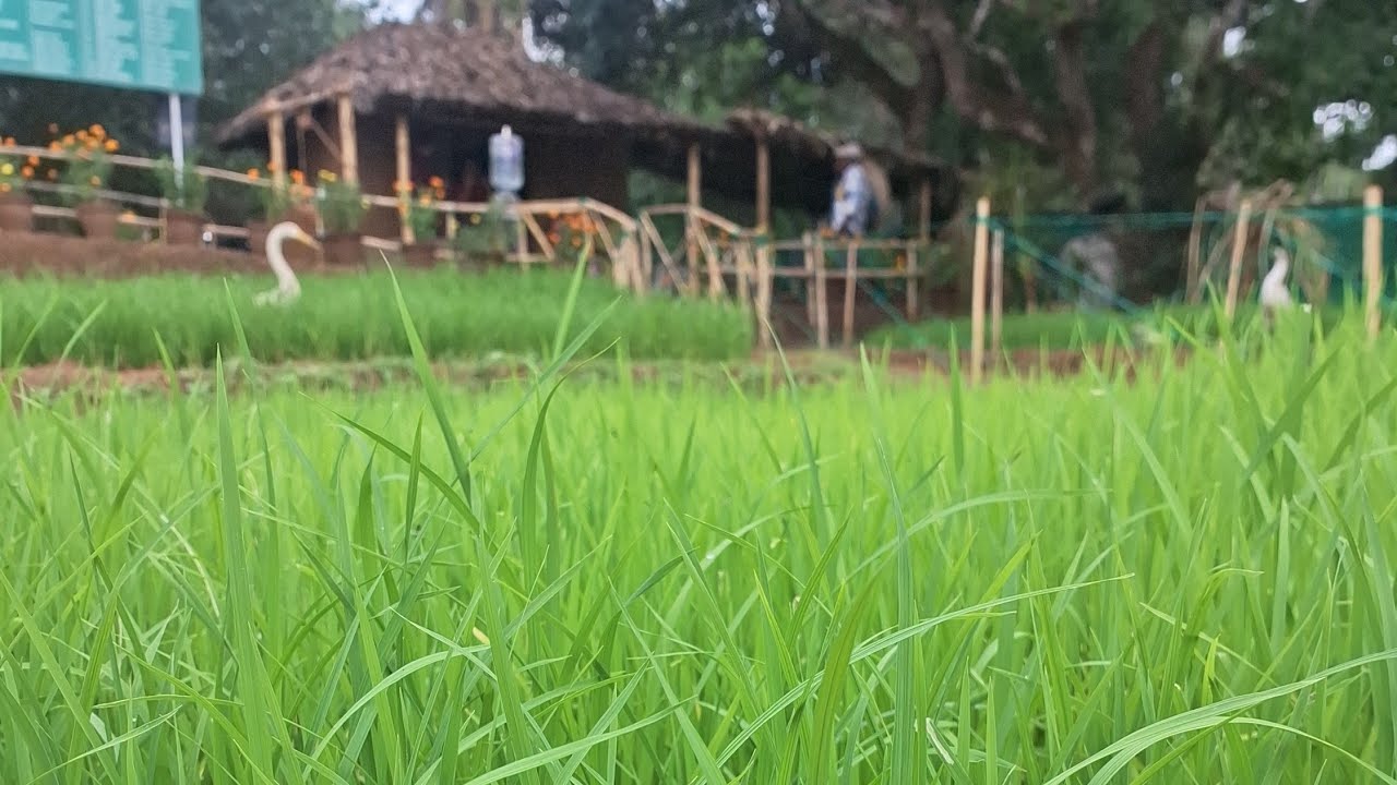 63 ഇനം നെല്ലുകളുടെ  പ്രദർശനം അഞ്ചൽ  കോട്ടക്കൽ ഫാം ഫെസ്റ്റിവൽ