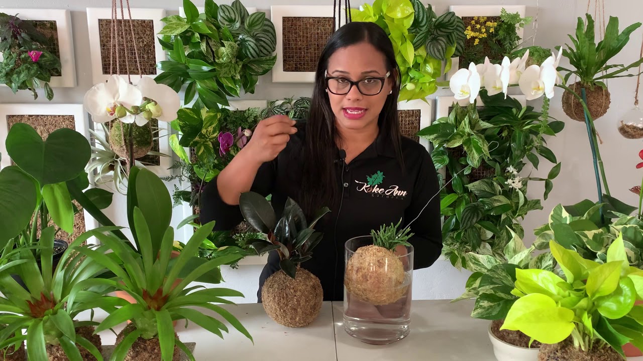 Que es una kokedama y cu&aacute;les son sus cuidados?