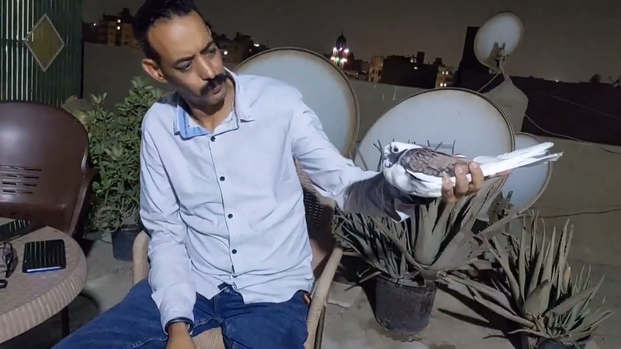 الجزء الثاني من فرجه نجم الجيزه احمد عطيه الكلام بالحمام ف مملكه قشر بندق #ماجد_الهرم