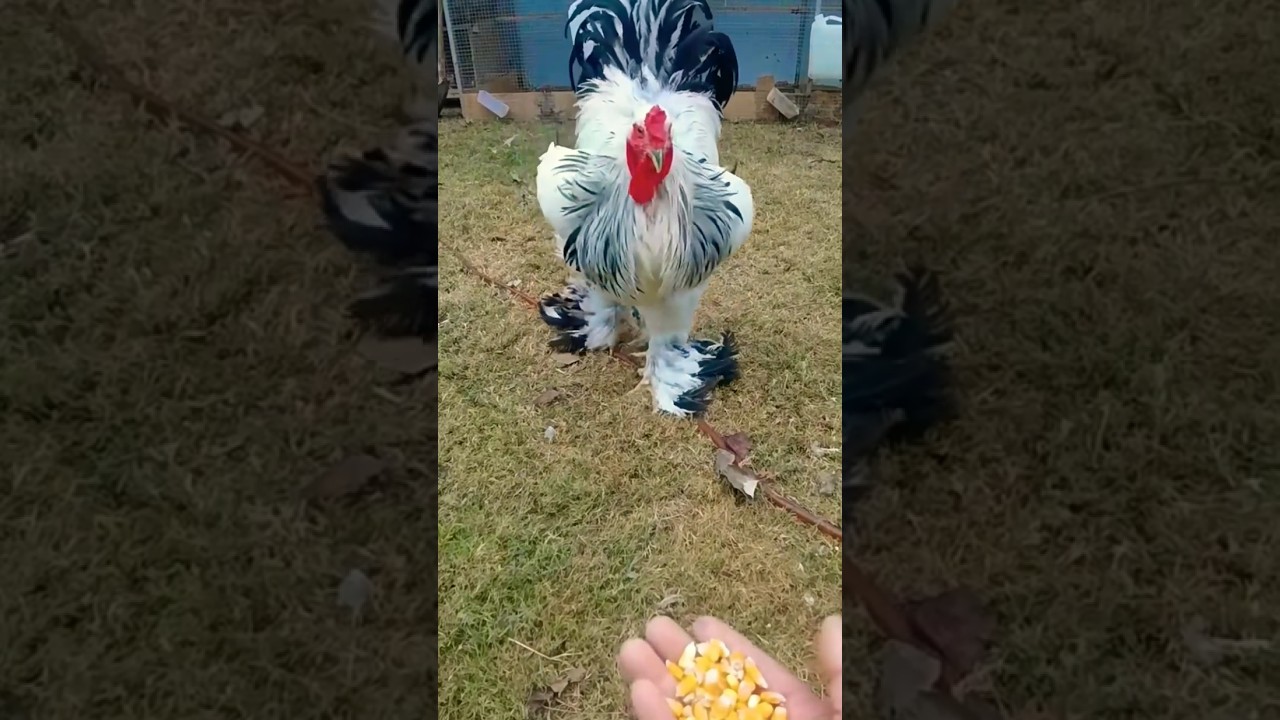 Columbian brahma chickens 🥰 #shorts #ytshorts #trending #youtubeshorts #brahmarooster