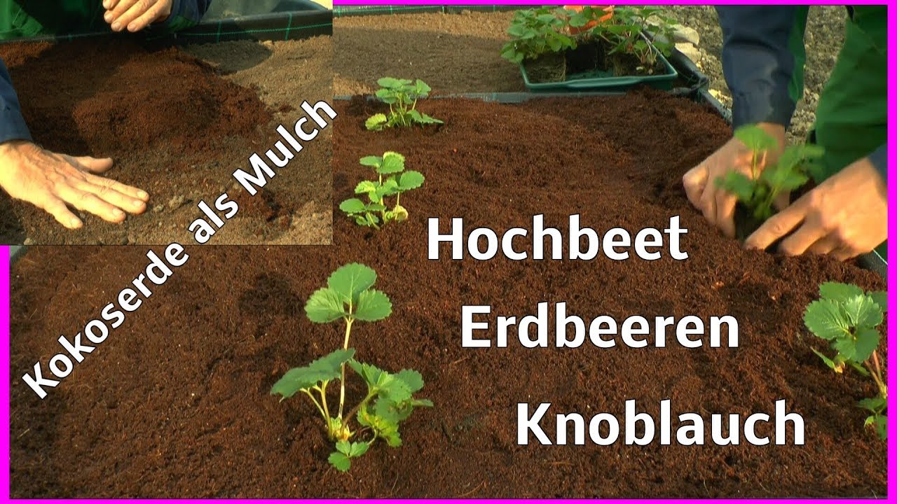 Erdbeeren einpflanzen im Hochbeet wie geht das ganz einfach mit Knoblauch