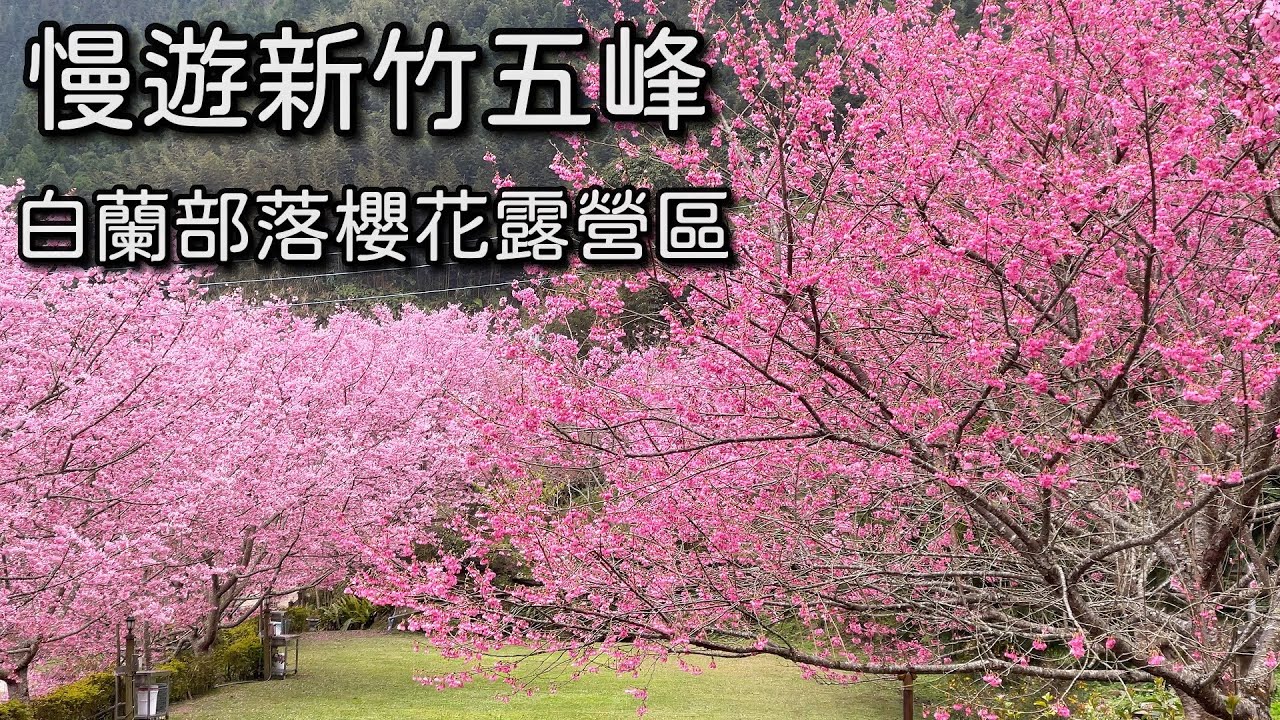 慢遊新竹白蘭櫻花部落2025｜隘蘭聯絡道路線分享｜台灣新竹觀光旅遊景點