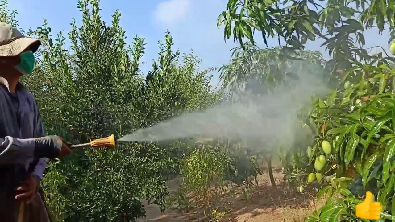 شوووف ازاااى بنغسل اشجار المانجو بعنصر البوتاسيوم !!