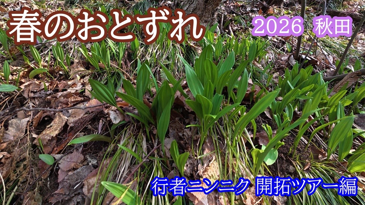 2026  春の訪れ　新規開拓行者ニンニクを探す！