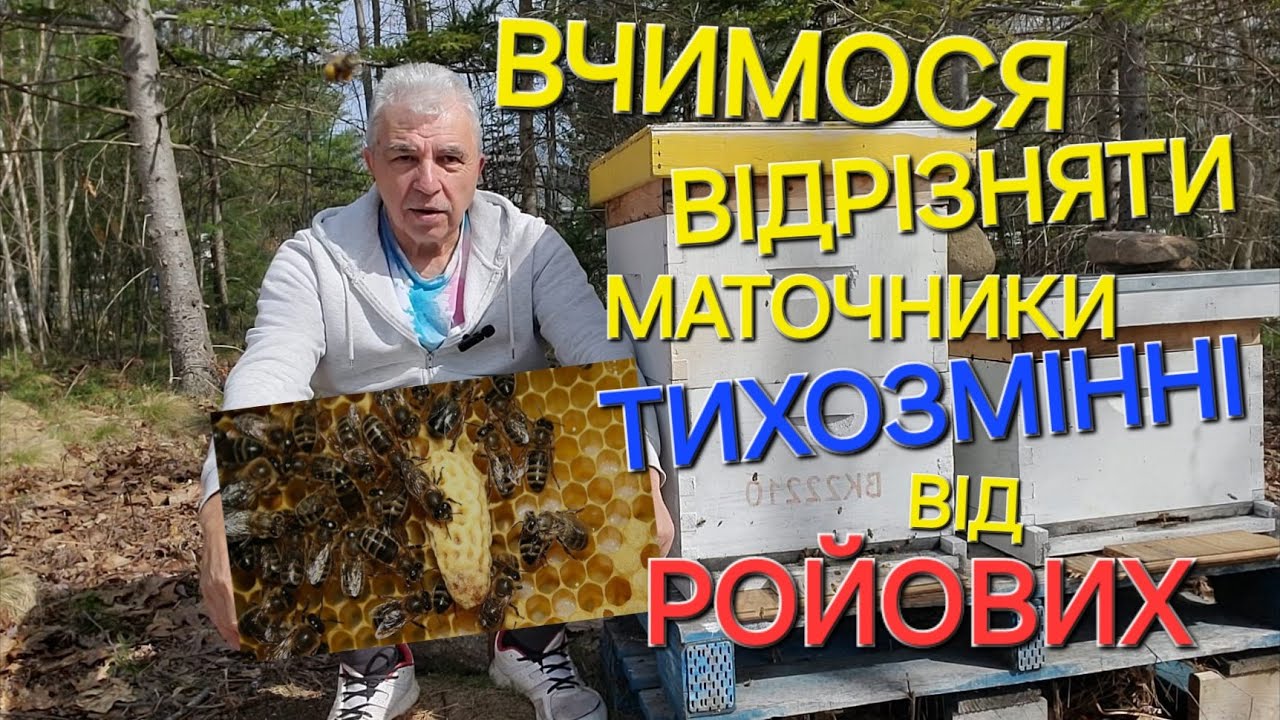 #бджоли Вчимося відрізняти маточники ТИХОЗМІННІ від РОЙОВИХ