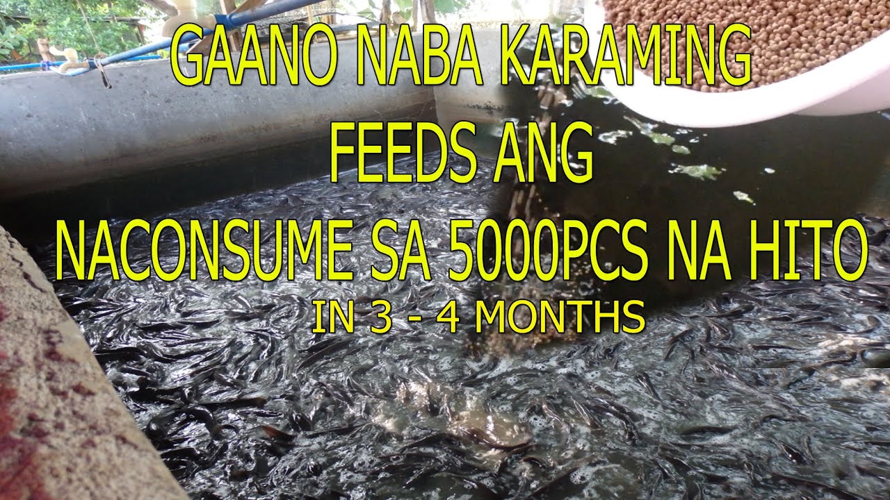 GAANO NABA KARAMING FEEDS ANG NAGAMIT SA 5000PCS NA HITO IN 3-4 MONTHS