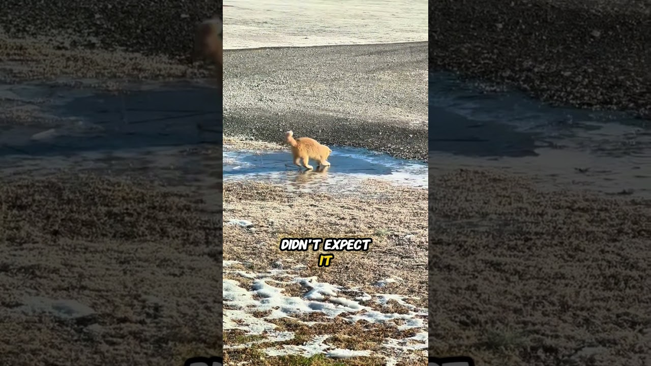funny cat dance in ice