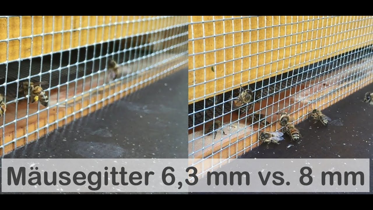 Bienen Mäusegitter Vergleich 6,3 mm vs. 8 mm