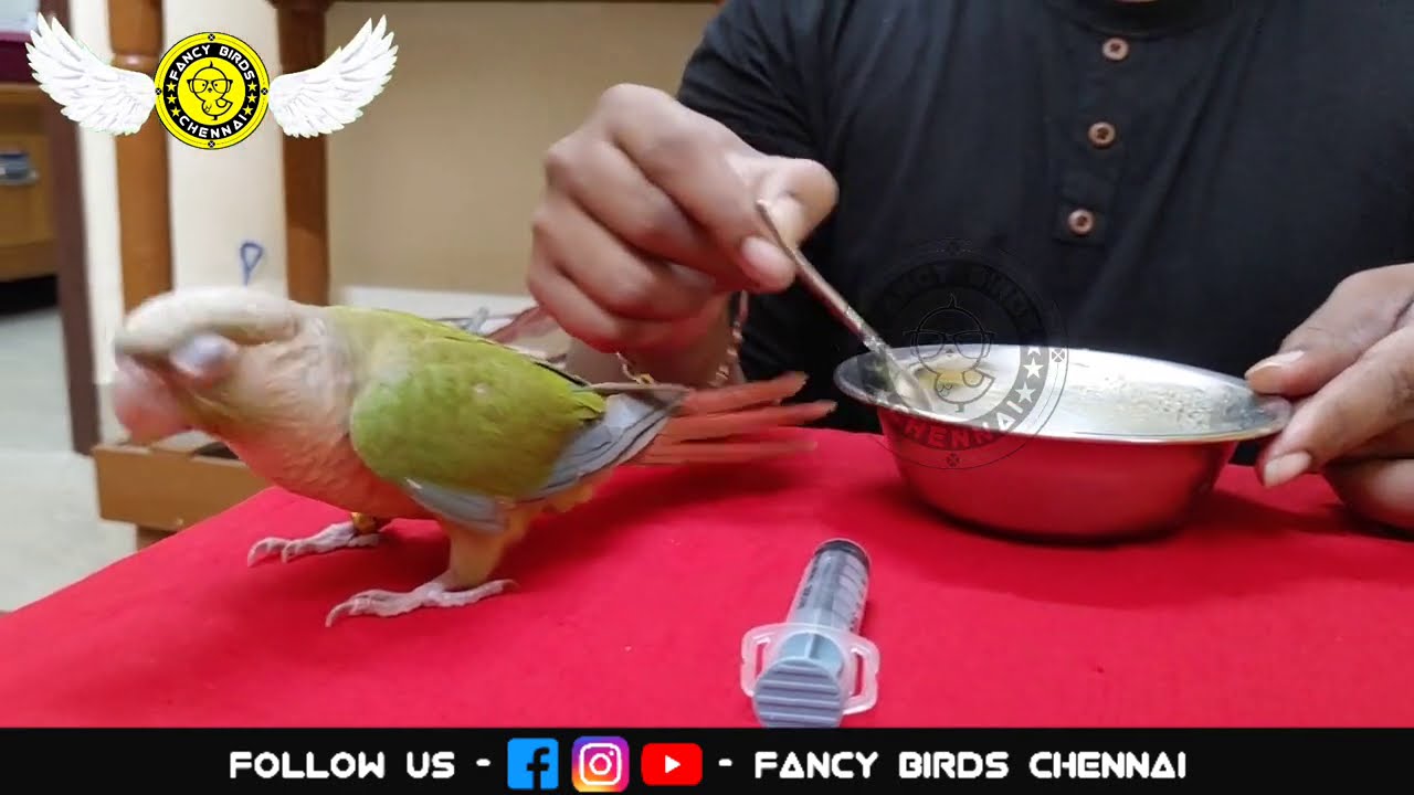 Pineapple Conure Chick Handfeeding | Small Conure | தமிழில் | Fancy Birds Chennai