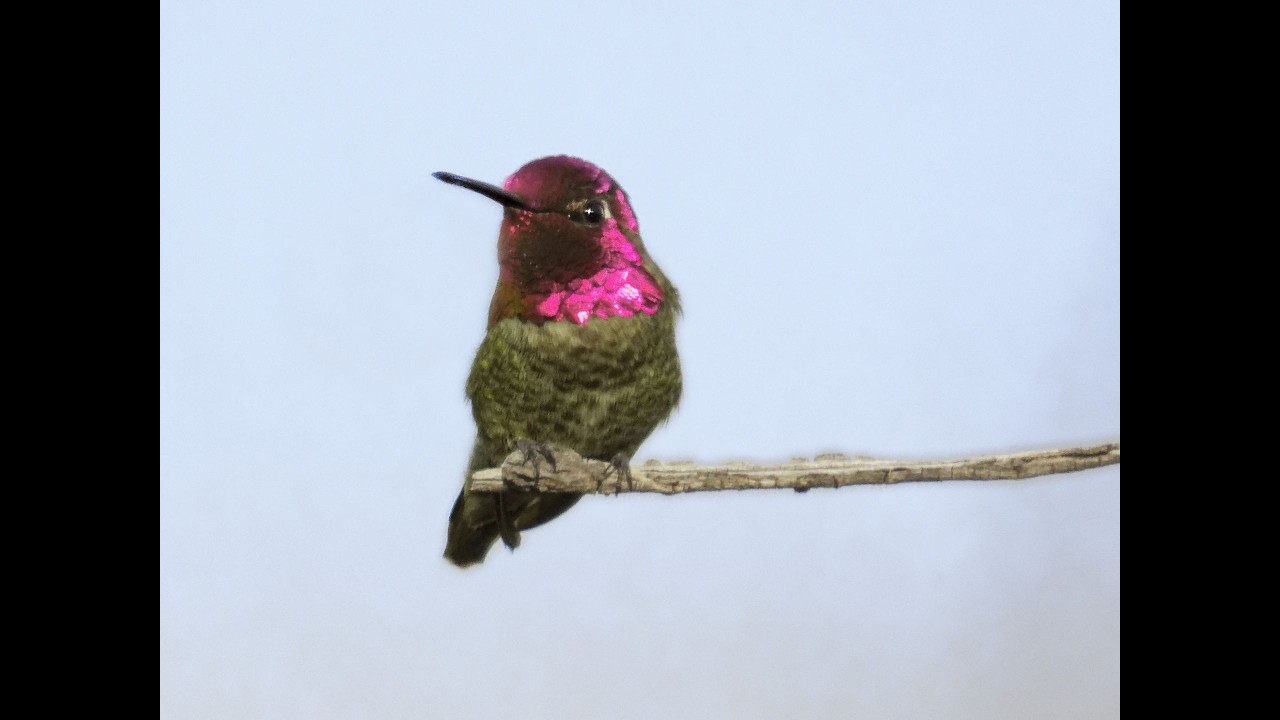 Annas Hummingbird- No Batteries Required