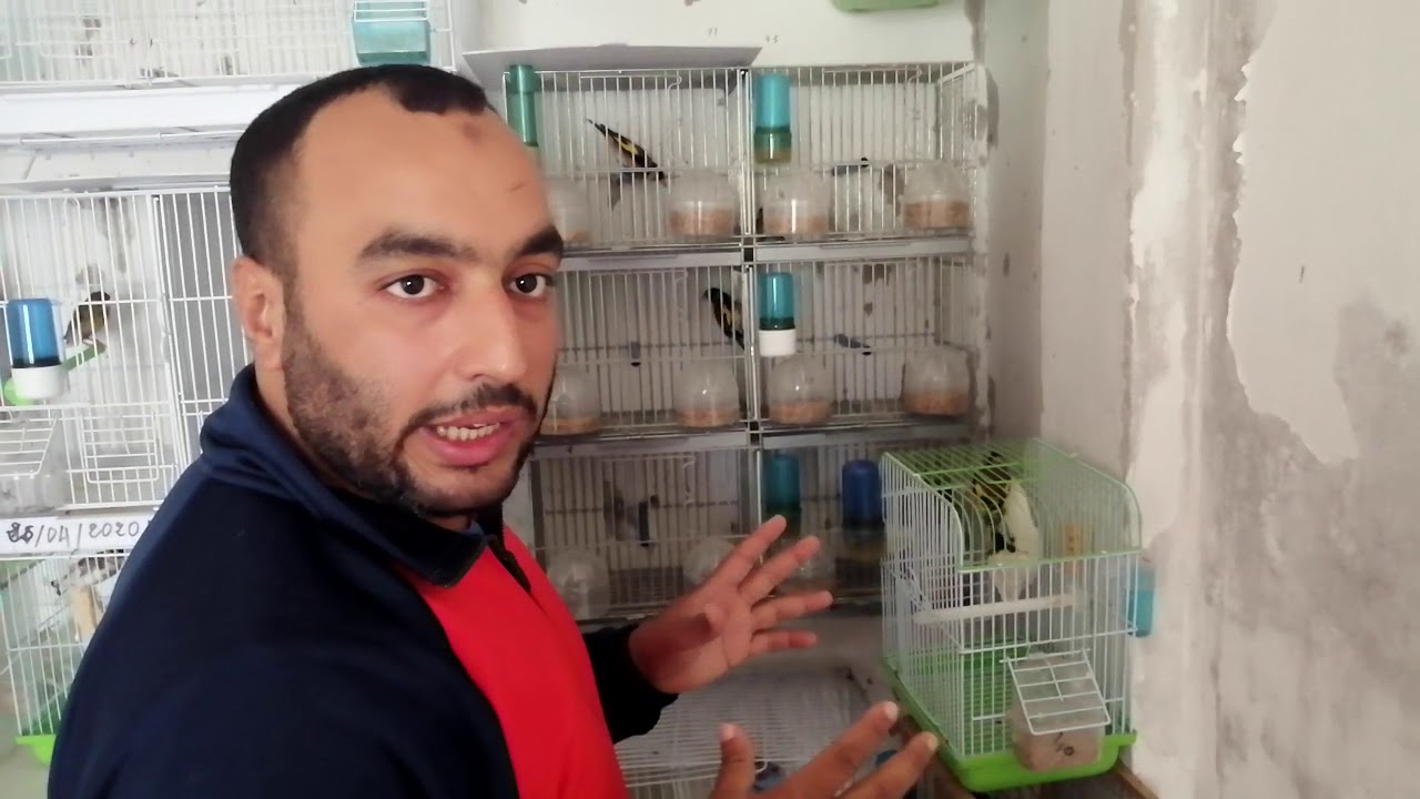 الفرق بين طائرالحسون المهاجر والمقيم بشمال افريقيا