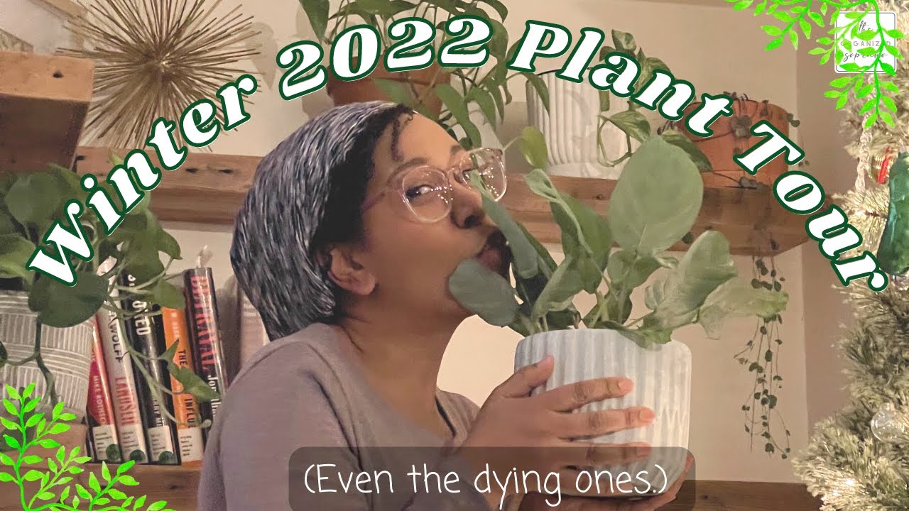 My Winter 2022 Houseplant Tour (It's a lot.)