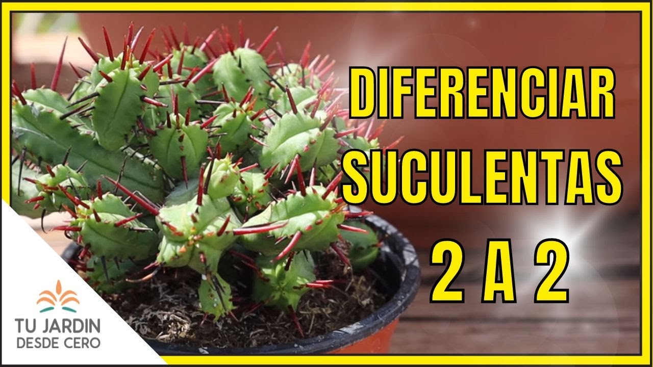 🍀 TRUCOS para diferenciar SUCULENTAS [Aloe/Agave, Cactus/Euphorbia, Crasuláceas/Aizoáceas]