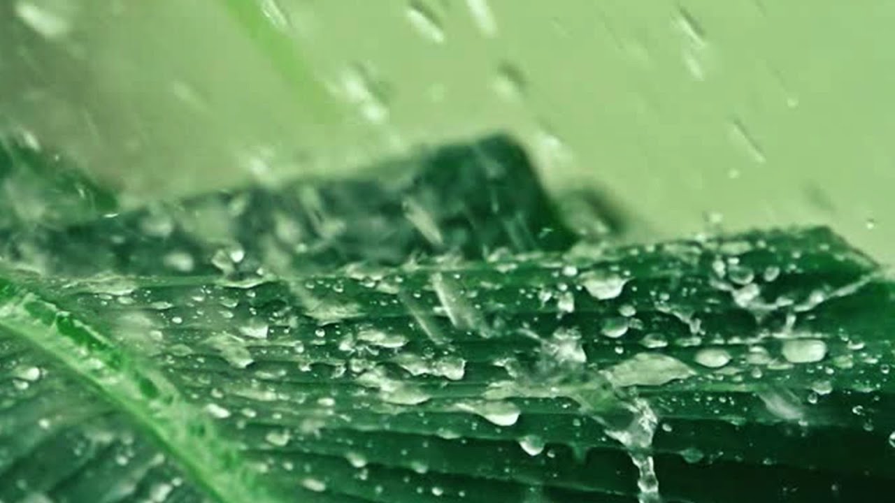 ASMR Rain and Thunder 1 Hour