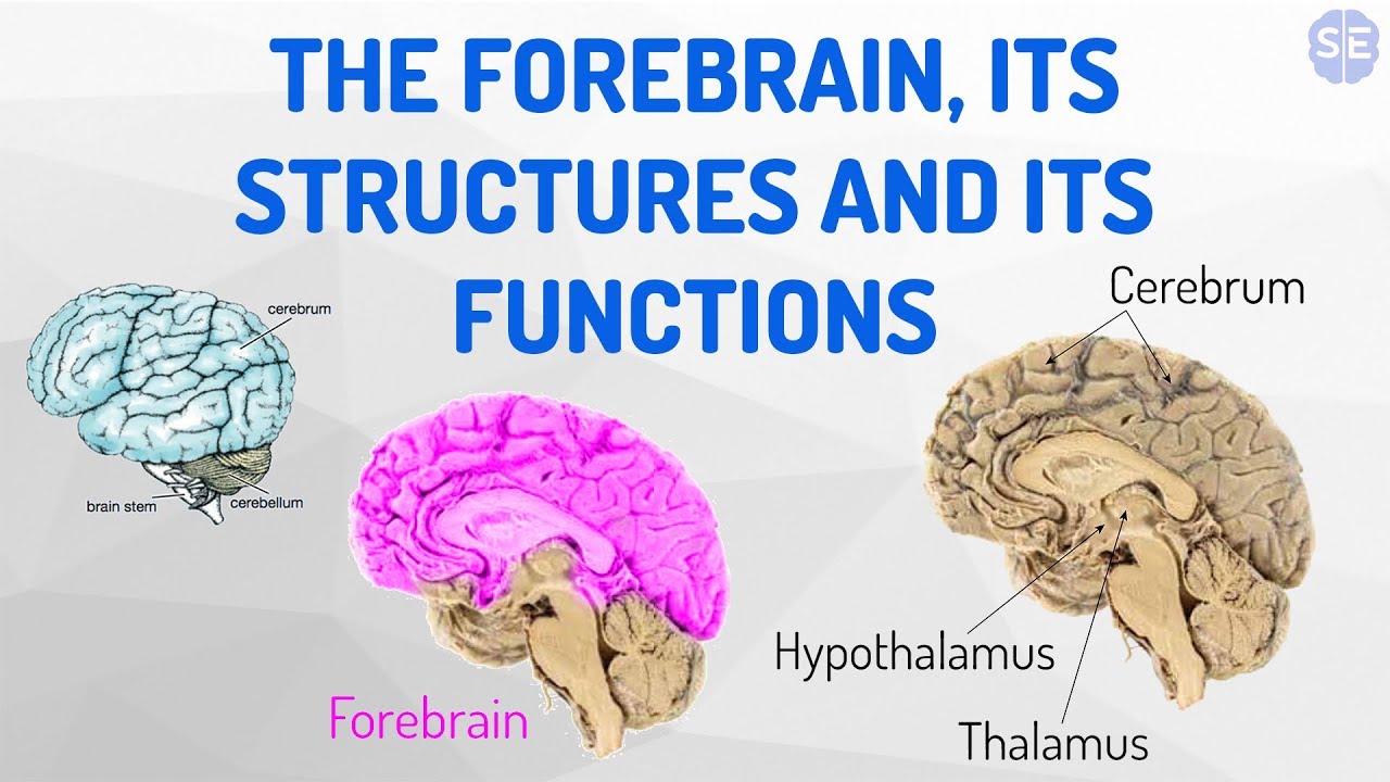 [Psychology] The Nervous System #06: The Forebrain, Its Structures And Its Functions
