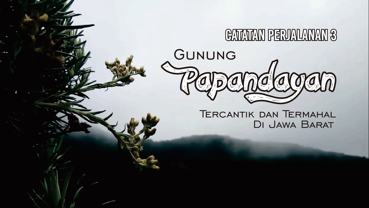 Serangan Babi Hutan di Pondok Saladah Papandayan (Catatan Perjalanan 2 Pendakian Gunung Papandayan)