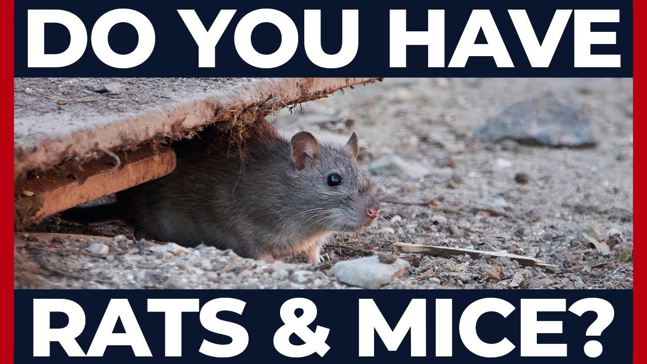 Are Rats Getting Inside Your Home?