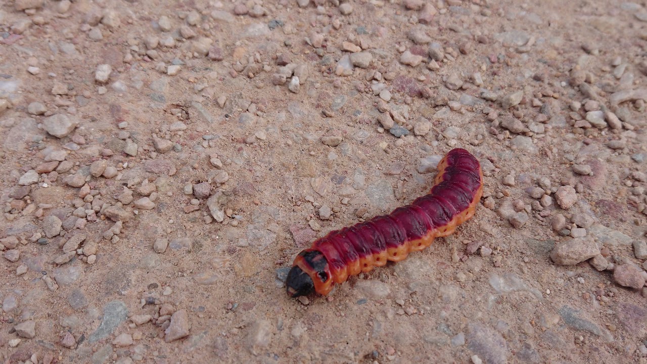 Goat Moth Caterpillar