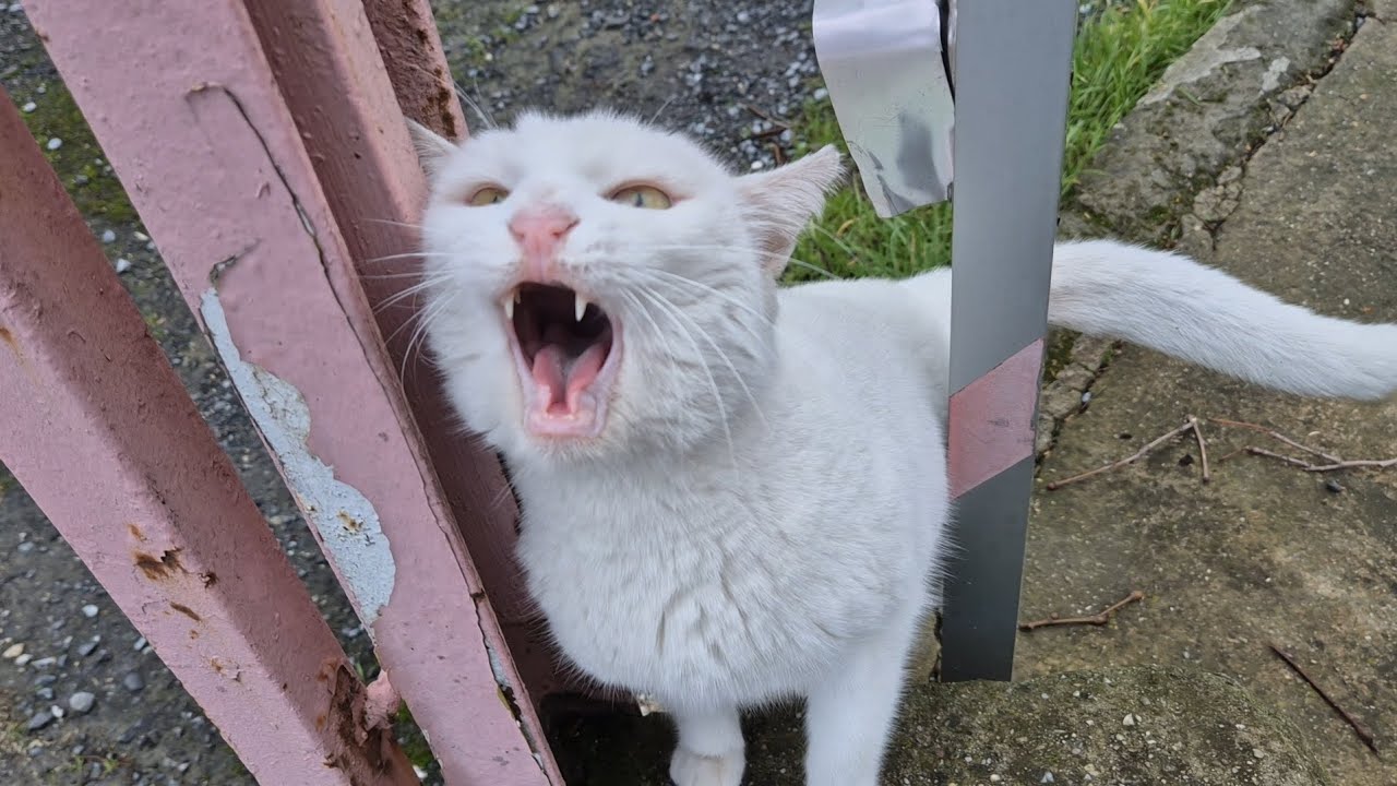 The Angry White Cat went crazy because I touched other cats and Attacked Me.