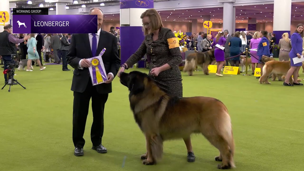 Leonbergers | Breed Judging 2025