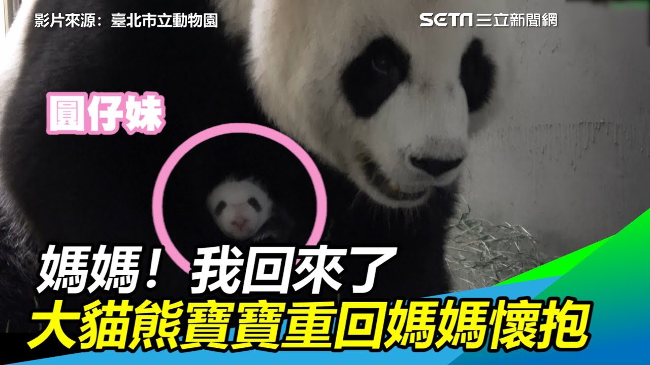 媽！我回來了　大貓熊寶寶「圓仔妹」重回媽咪「圓圓」懷抱｜三立新聞網SETN.com