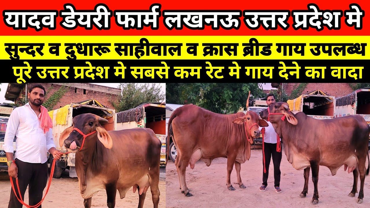 यादव डेयरी फार्म पर बेहतरीन साहीवाल व क्रास ब्रीड गाय वाजिब रेट मे उपलब्ध | yadav dairy farm lucknow