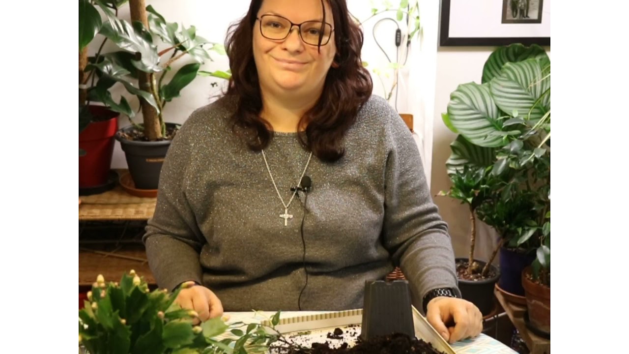 Szybki unboxing i szybkie przesadzanie Hoya Lineralis Hoya Bella zapraszam. #domowadżungla #hoya