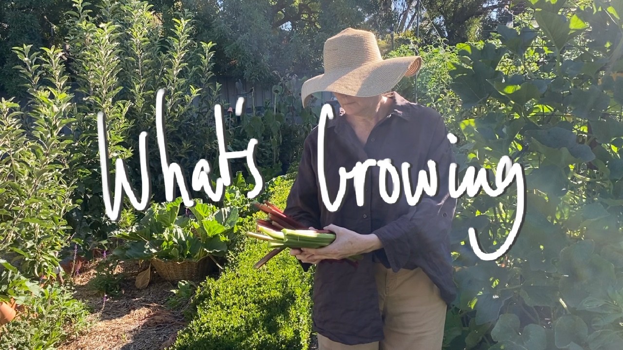 WHAT'S GROWING | What I'm GROWING & SOWING in my SMALL BACKYARD VEGETABLE GARDEN VICTORIA AUSTRALIA