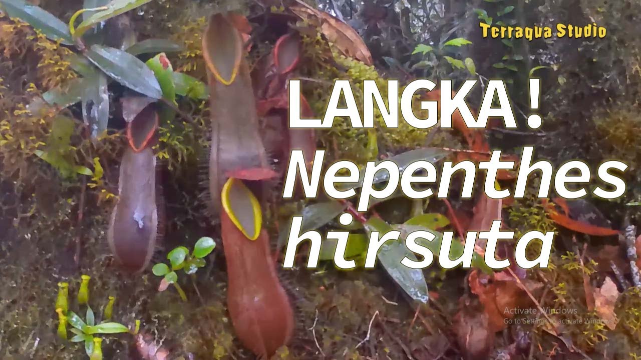 LANGKA! Nepenthes hirsuta in Its Natural Habitat