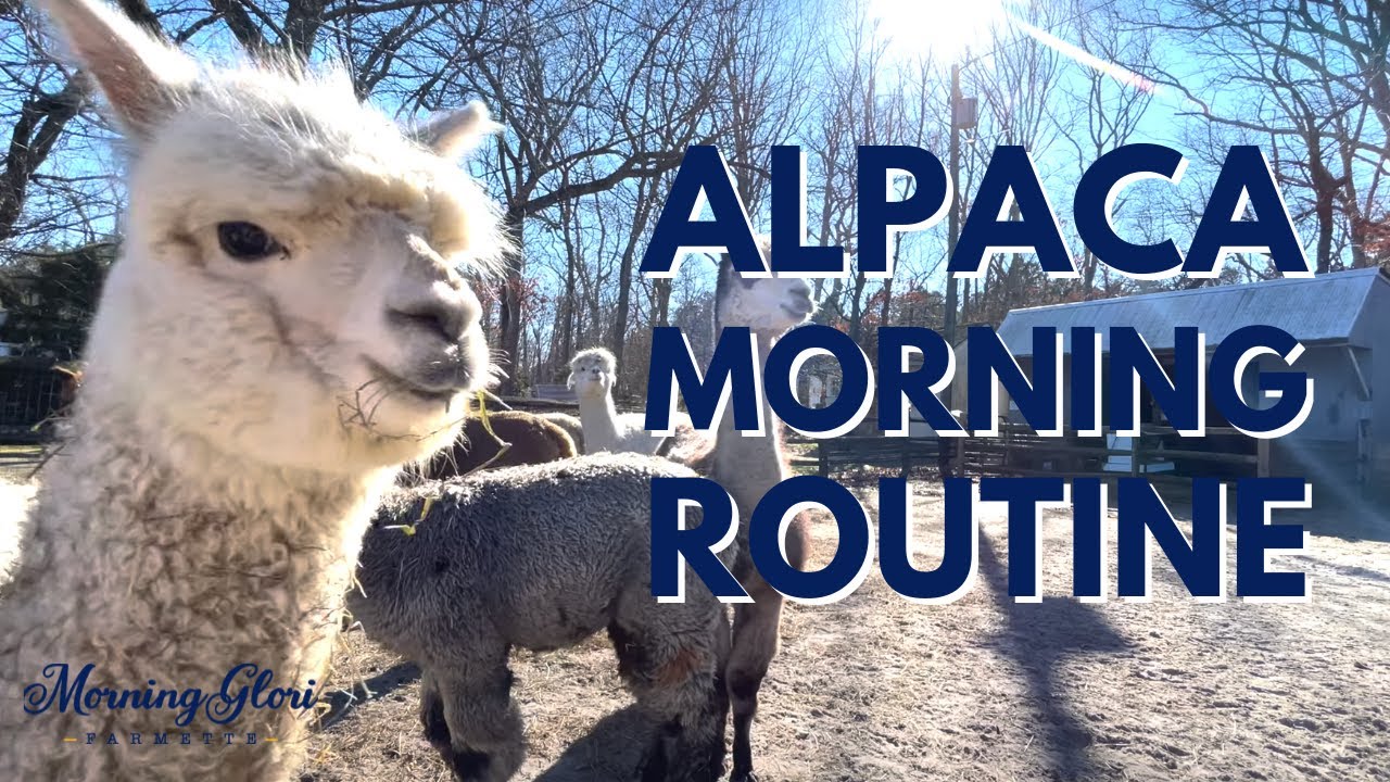 Morning Routine on Our Farmette! Feeding our Alpacas and Scooping Poop 🦙 | Morning Glori Farmette