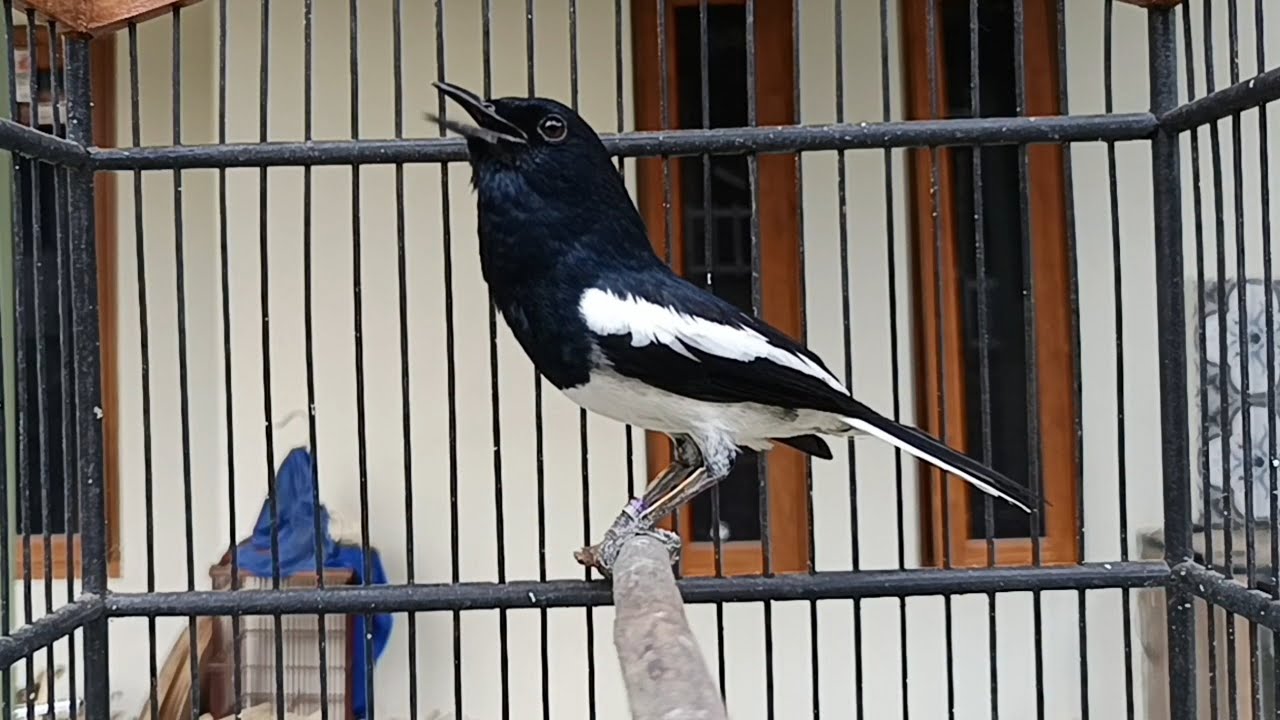 PANCINGAN KACER GACOR BONGKAR MATERI, efektif merangsang kacer bahan cepat respons dan aktif bunyi.