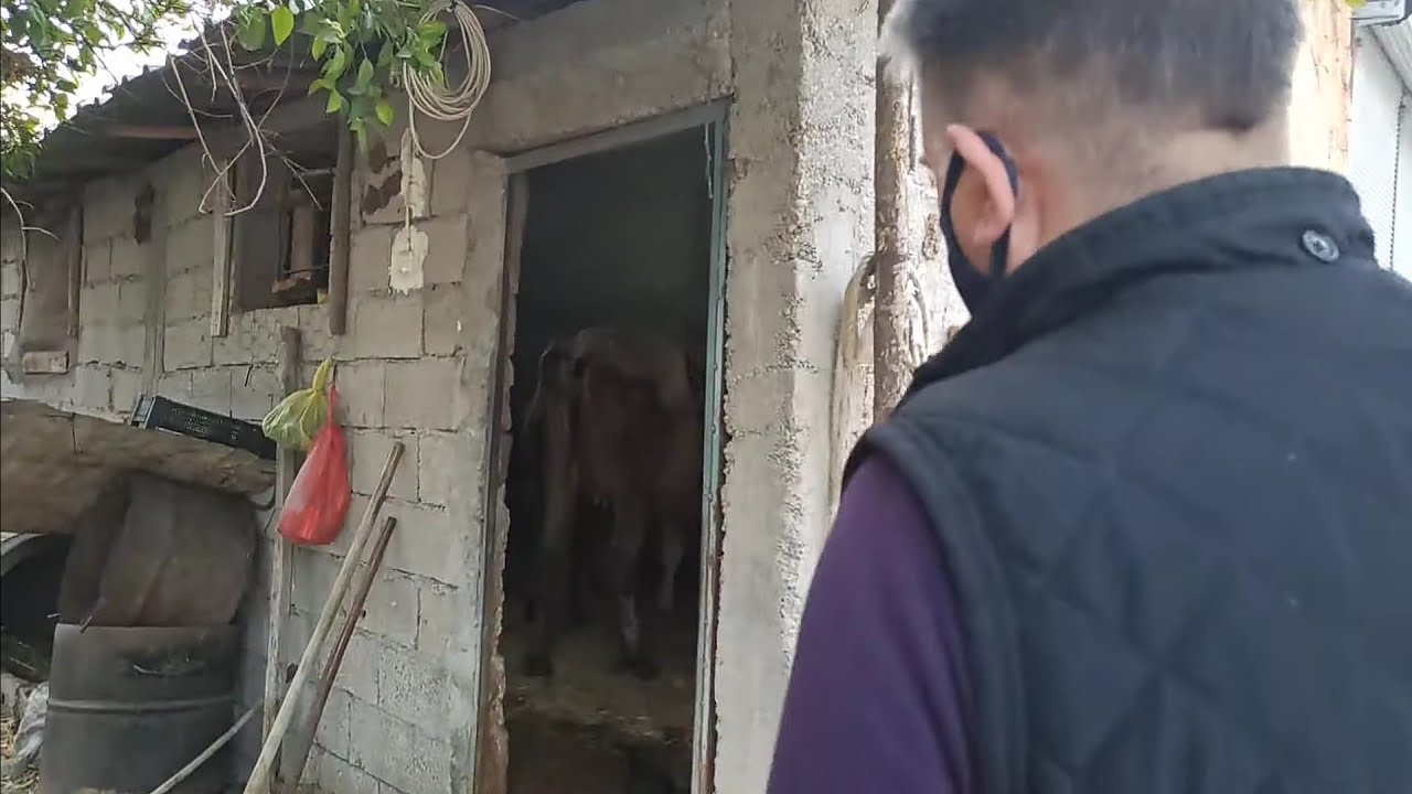 İneklerin Bağırsağını Yiyen Vampir Parazitler. #hayvancılık #livestock #veterinary