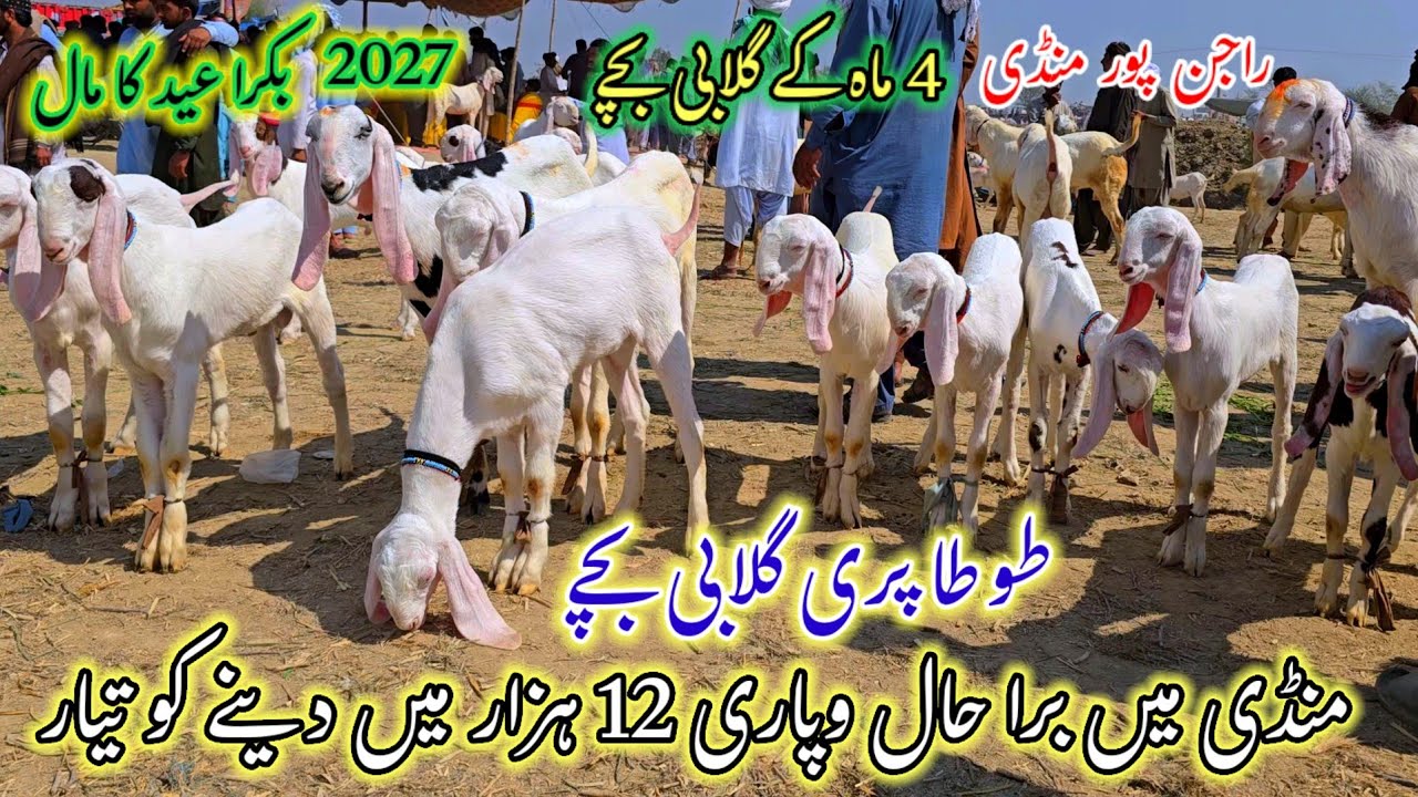 2 March 2026 Latest update bakra mandi Muhammad pur معلومات راجن پور منڈی ریٹ کم ہوگئے وپاری نڈھال 