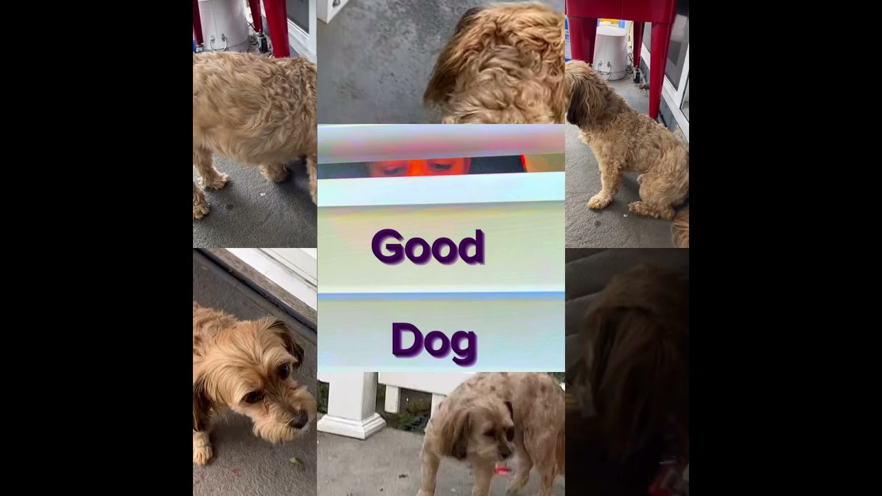 Good Dog (A tribute 🫡💔🪦) 