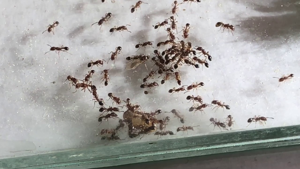 Pyres lustige Ameisen - Teil 91 - Messor-Myrmica-Mittwochs-Mashup
