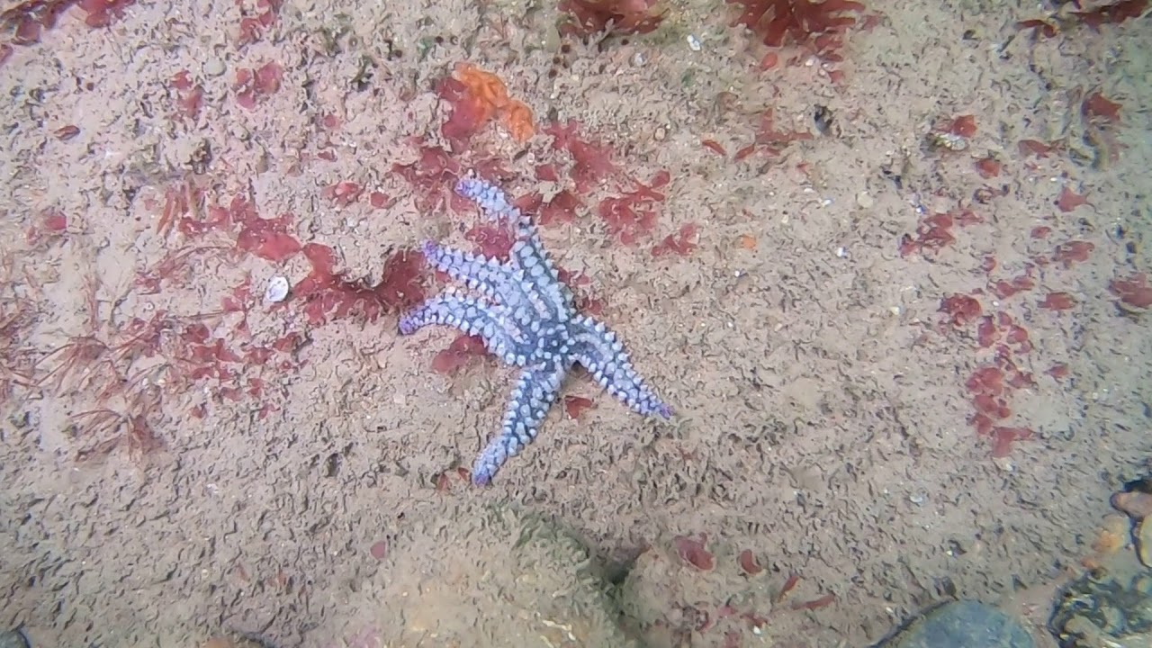 plongee île d'oléron épave le henri 2020
