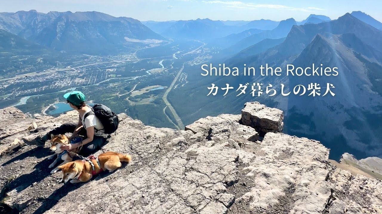 聳える岩山を登りきり絶景の天上界を目指すカナダの登山犬【4K】