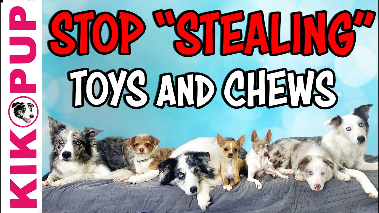 Train “Leave it” from other dogs eating and playing
