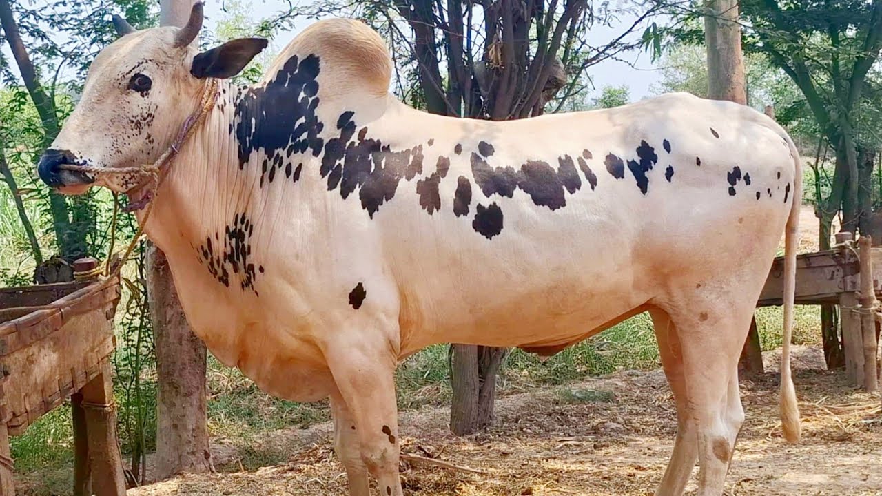 Bull powered village lifestyle in punjab | Traditional farmhouse in old punjab | Traditional punjab