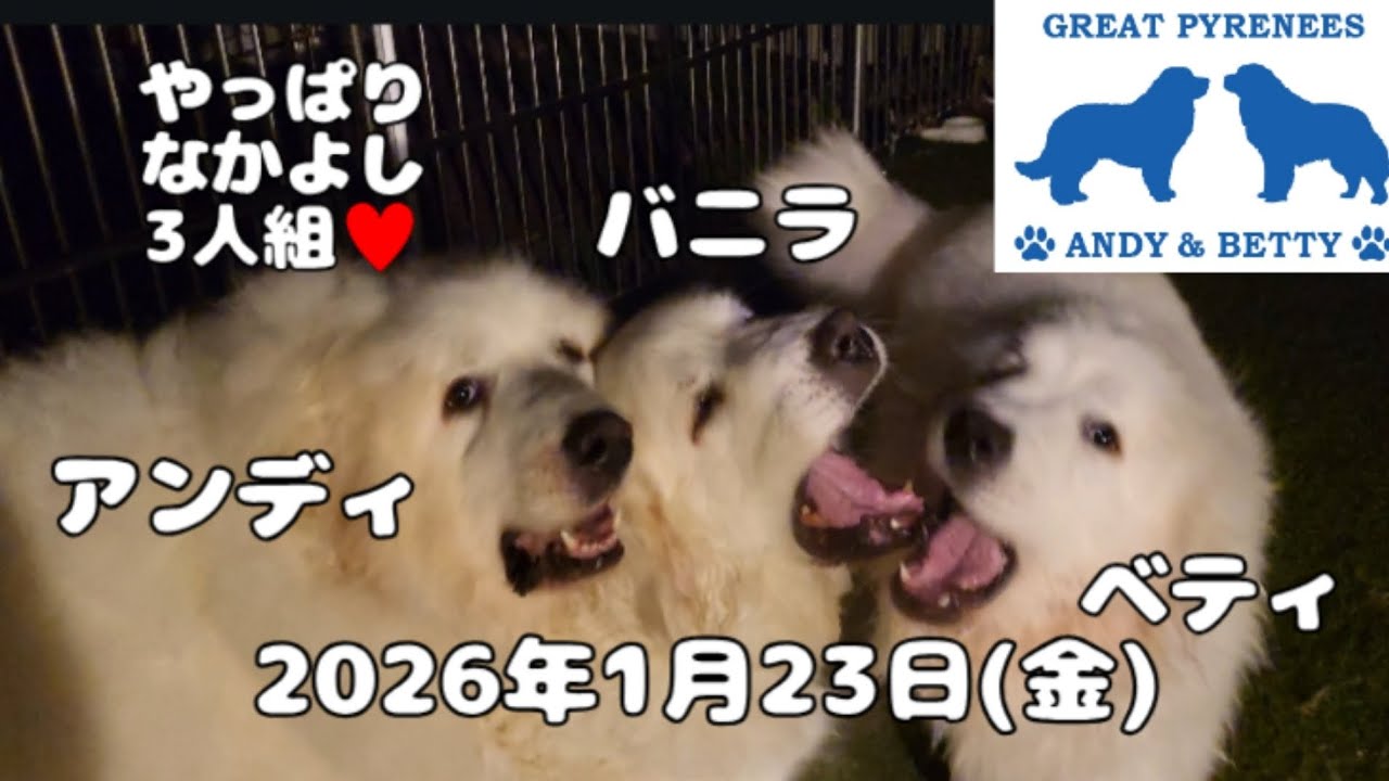 2026年1月23日(金)バニラママも同じカラーに染まっていくみんなです　#超大型犬 #dog #greatpyrenees  #いぬ #犬 #グレートピレニーズ #仲良し  #土浦市 