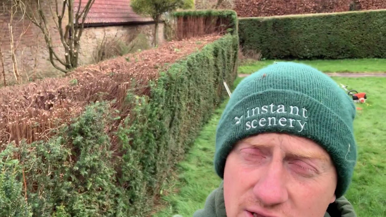 Cutting down a yew hedge part 3