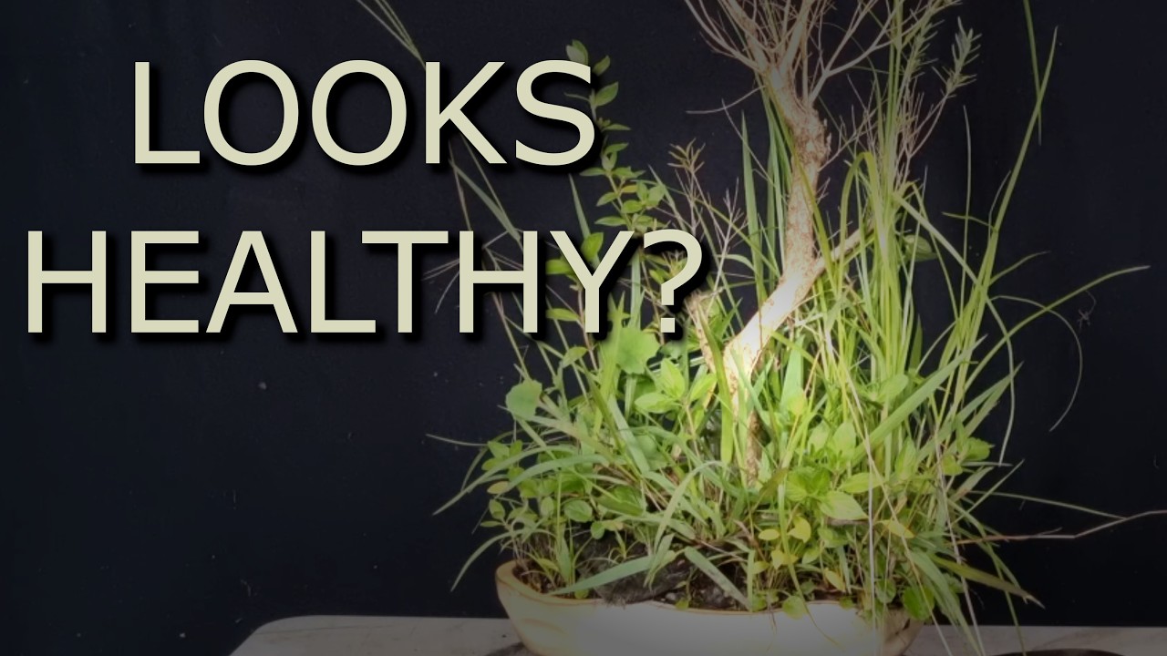 Why This Bonsai Is Slowly Declining