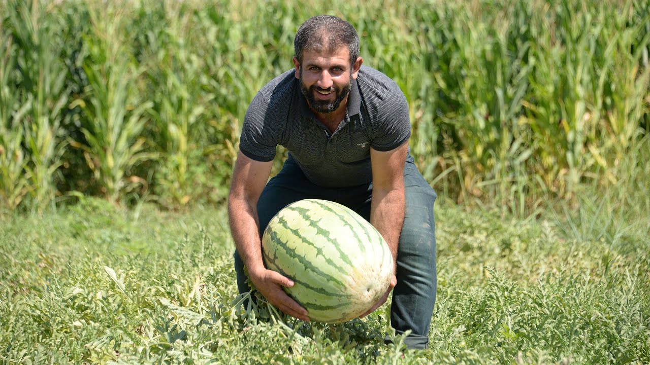 Dünyanın en meşhur karpuzunun yetiştiği tarlalarda hasat zamanı