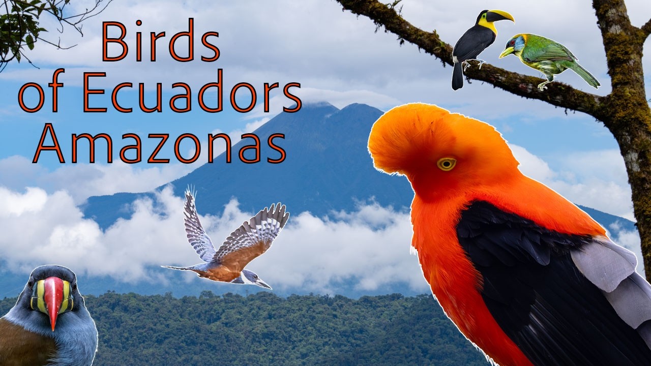 Ecuador Birding Adventure • Sumaco & Amazon Cloudforest (Part 2)