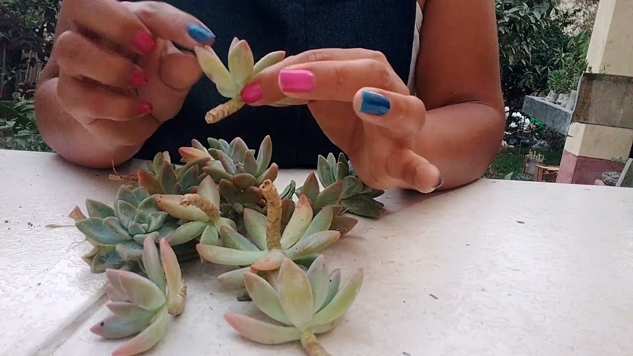 ASI SEMBRAMOS ESQUEJES DE LA FORMA CORRECTA !!!!🤩