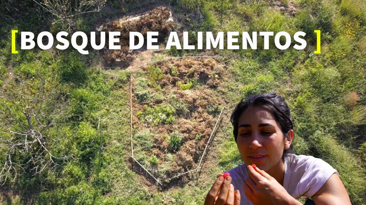 ASOCIACIONES en BOSQUE COMESTIBLE 🌱