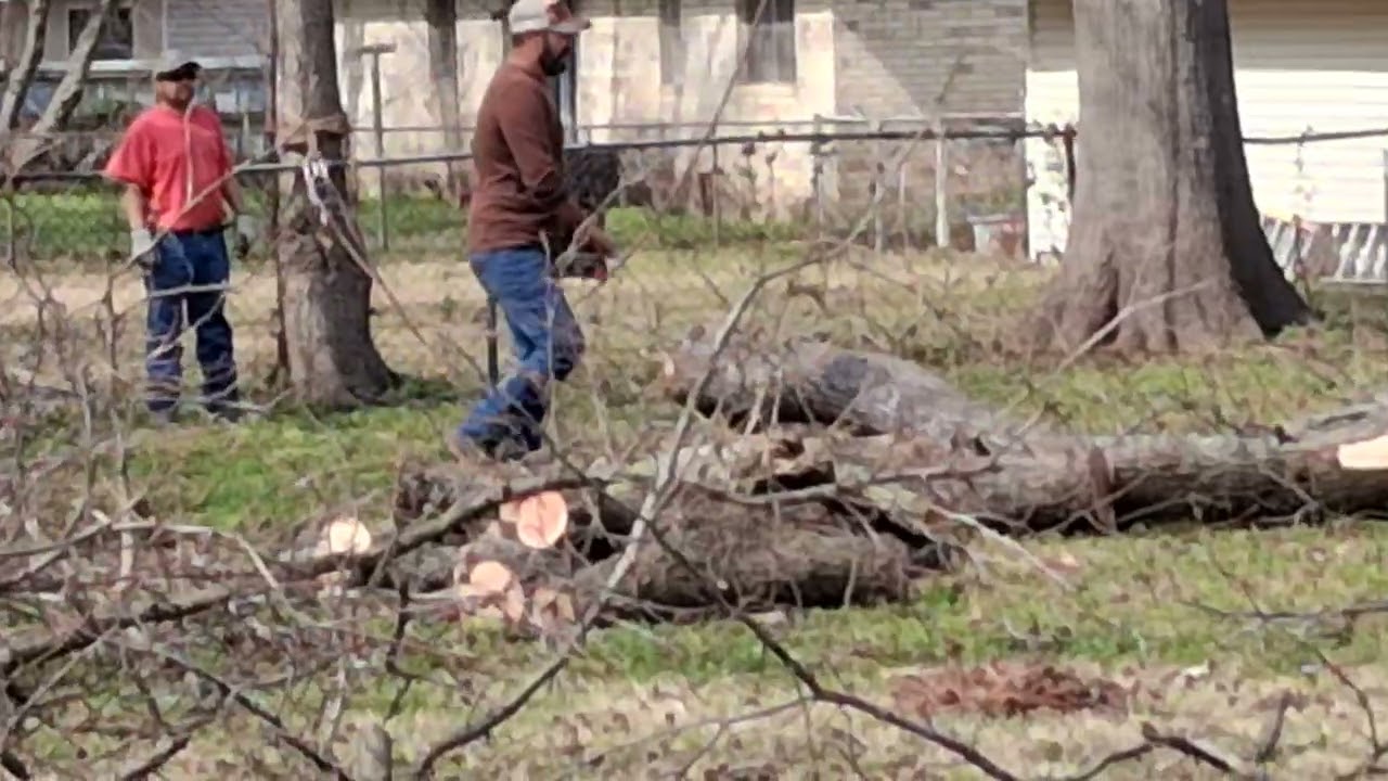 Le llego el dia al arbol  lo cortaron 
